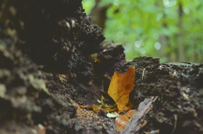 leaf on tree