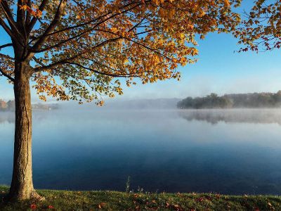 autumn tree at lakeside