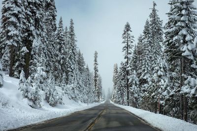 road with snow covered trees