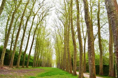 line of trees along grass walkway