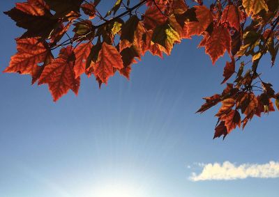 autumn tree branch