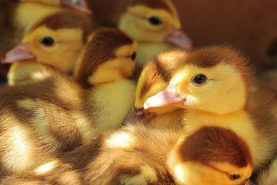 baby ducks