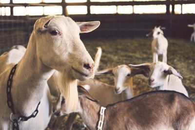 goats in a farm