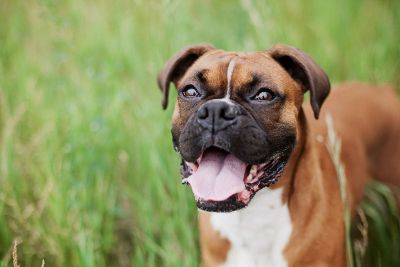 boxer outside