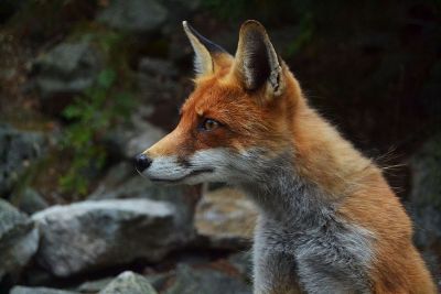 fox in the woods