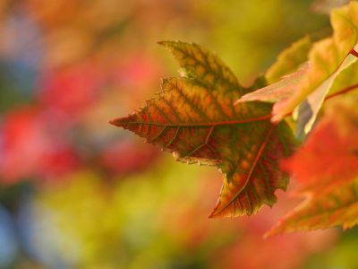 fall leaf