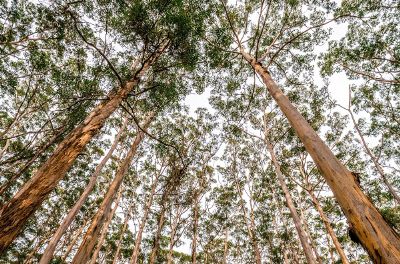 trees against the sky