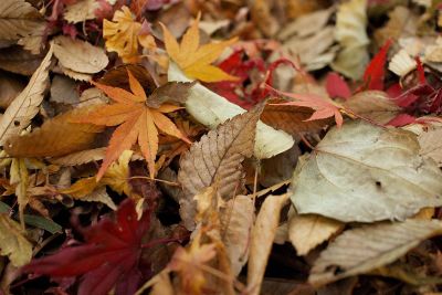 crisp leaves