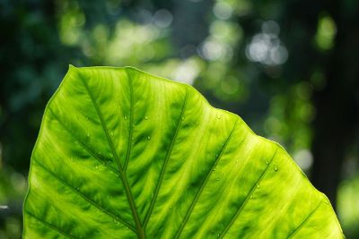 focused leaf photo