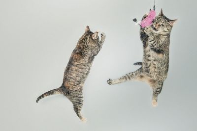 two cats playing with a toy