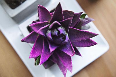 purple succulent in a pot