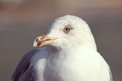 seagull up close