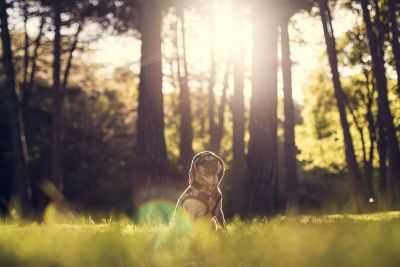 dog in the forrest