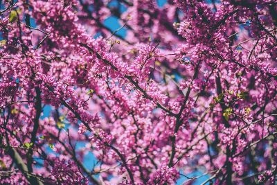 purple flowers on a tree