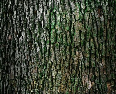 moss on tree