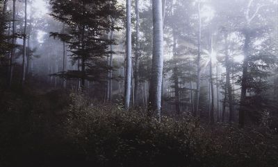 beautiful sun dappled birch forest