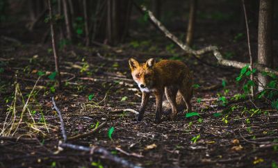 fox in wilderness