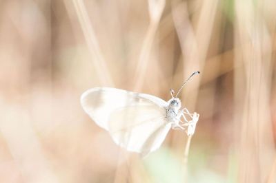 moth on grass