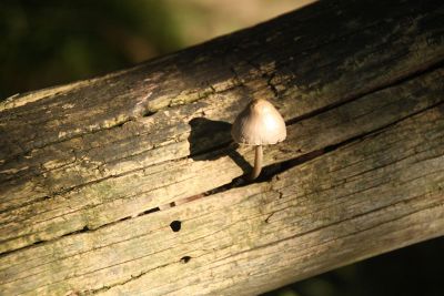 mushroom in nature