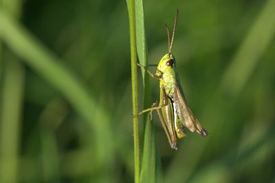 grasshopper on blade of grass