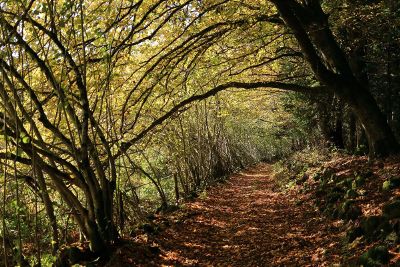 path in the woods