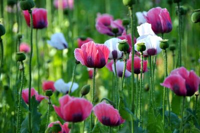 poppies in bloom