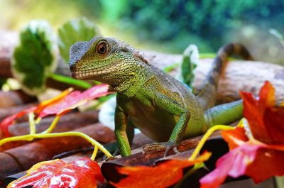 lizard on a log