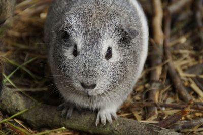 gray hampster on small branch