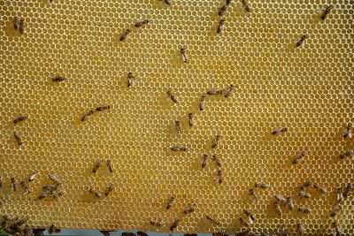 honey bees on the honeycomb