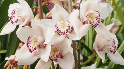 daffodills in bloom