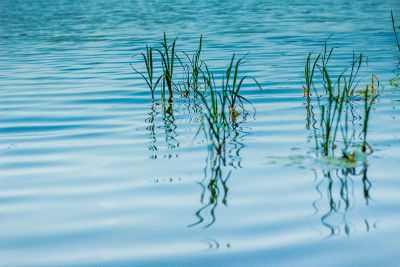 weeds coming out of the water