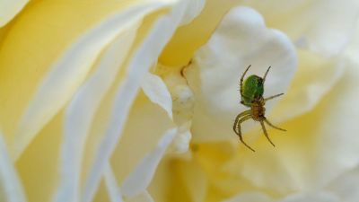 spider dangling from a flwoer