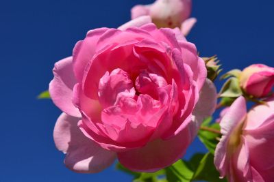 beautiful pink rose