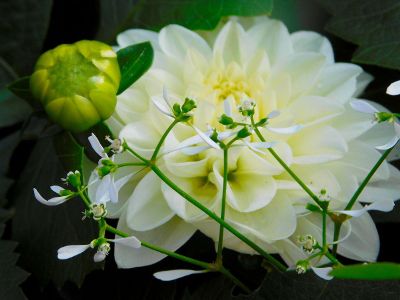 blooming white flowers