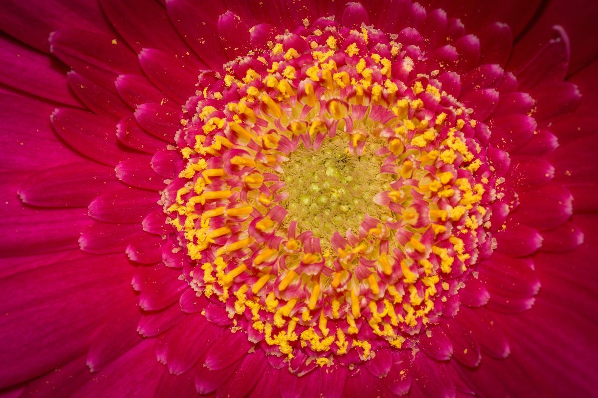 From Close Up in Wallpaper Wizard — HD Desktop Background