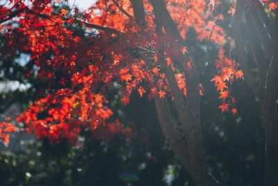 autumn tree