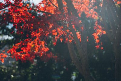 autumn tree