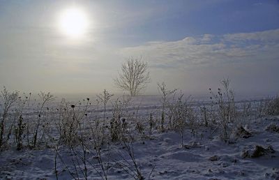 tree in a snowy field