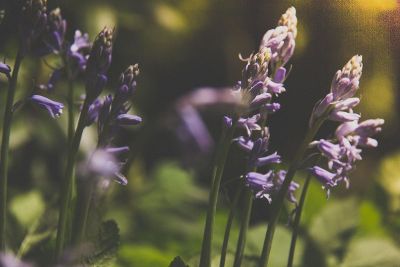 lavender growing in a green world