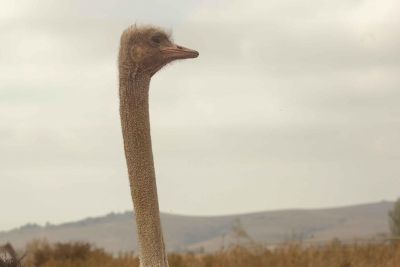ostrich neck and head