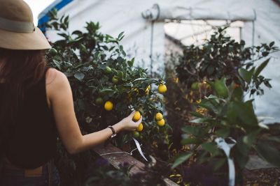 girl picking lemons