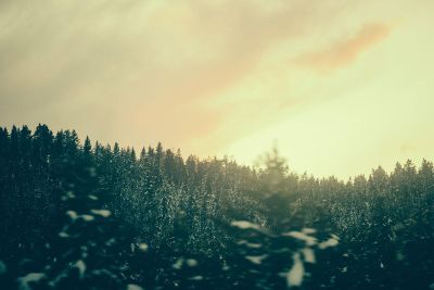 pines in winter