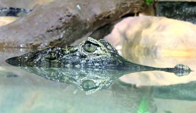 crocodile in a lake