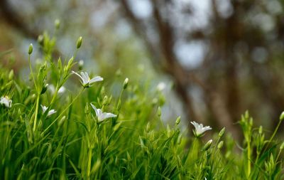 white flowers in field