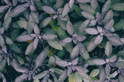 plants on the ground