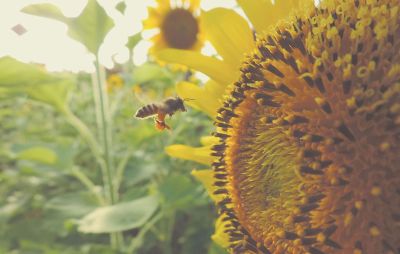 bee flying towards a sunflower