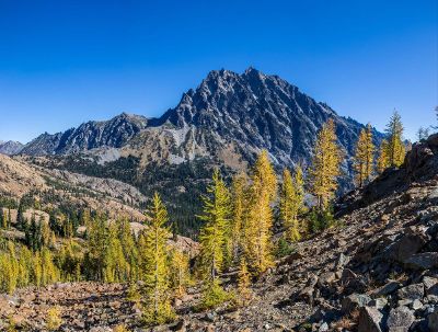 trees infront of a mountain