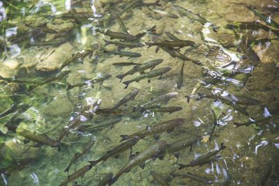 fish swimming in water