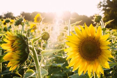 sunflower field in the sun