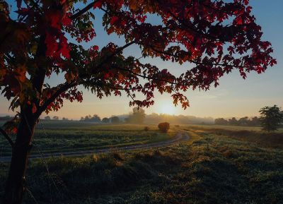 tree at sunrise